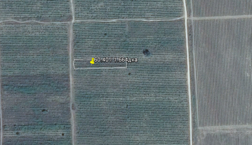 Продава-лозе-в-Славянци