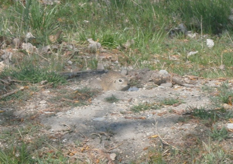 Чешмата между Гурково и Мъглиж