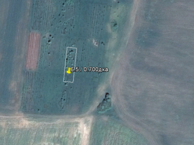 Продава лозе в Смирненци 006005