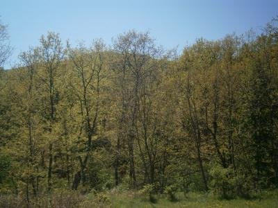 Земеделски земи в село Дворище, община Гурково Земеделски земи в село Дворище, община Гурково