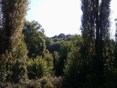 Широколистна гора за продажба в землището на село Стефаново, община Ловеч.