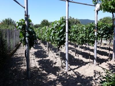 Продава дворно място в Конаре Продава дворно място в Конаре