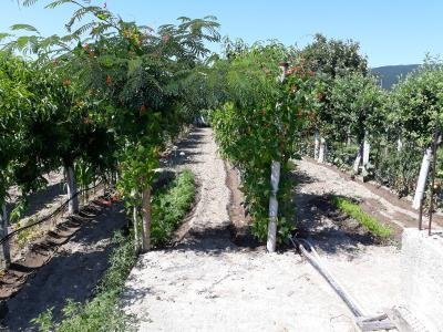 Продава дворно място в село Конаре, община Гурково Продава дворно място в село Конаре, община Гурково