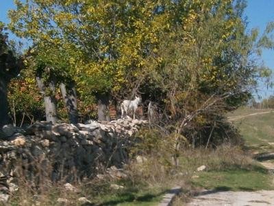 Черна могила община Харманли