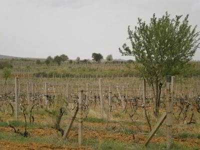 Лозе в землището на село Младиново, община Свиленград Лозе в землището на село Младиново, община Свиленград