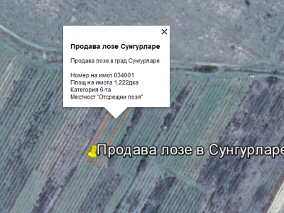 Продава лозе в Сунгурларе Продава лозе в Сунгурларе