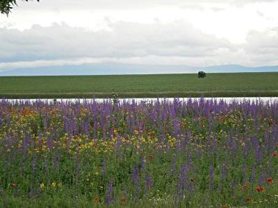 Купувам земя в село Бояджик, община Тунджа, област Ямбол