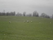 Виа Понтика-един от главните маршрути на миграция на птици от Европа към Африка Виа Понтика-един от главните маршрути на миграция на птици от Европа към Африка