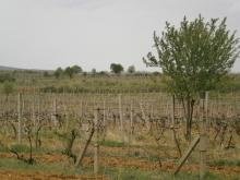 Лозе в землището на село Младиново, община Свиленград