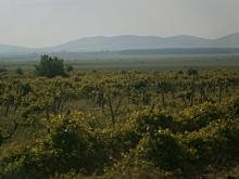 Купува ниви, лозя, градини в село Каменово Купува ниви, лозя, градини в село Каменово