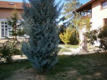 Купувам  ниви, лозя, овощни градини в село Оряховица, общ. Стара Загора 