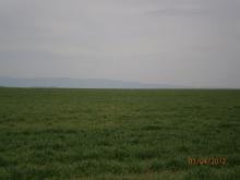 Ниви в село Болярско, община Тунджа, област Ямбол