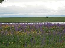 Купувам земя в село Бояджик, община Тунджа, област Ямбол